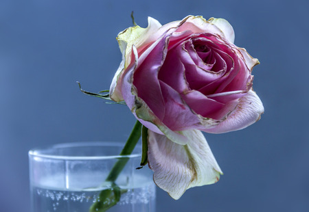 close-up one dried pink rose in the glassの写真素材