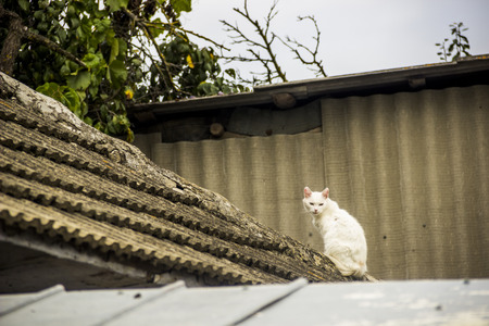 white cat sitting on a roof of old village houseの写真素材