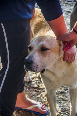 close-up head big alabai and human handsの写真素材