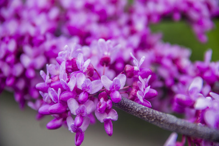 close-up red flowers of the Chinese redbud (Cercis chinensis)の写真素材