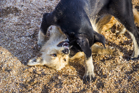two mongrel playing and fighting on the beachの写真素材