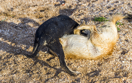 two mongrel playing and fighting on the beachの写真素材