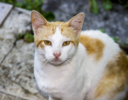 close-up of a head of white and orange cat at natureの写真素材