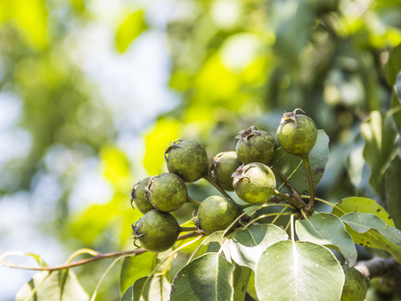 close-up of some little apples at the branch of wild apple treeの写真素材