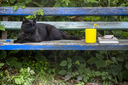 black cat sitting at the wooden benchの写真素材