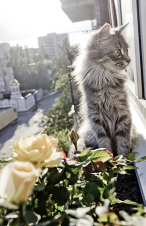 a grey cat with big yellow eyes sitting at the balcony tub with rosesの写真素材