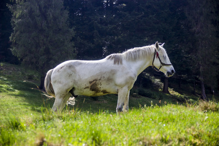close-up white horse eat the grassの写真素材