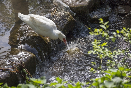 close-up of a big white duck drinking the water from small springの写真素材