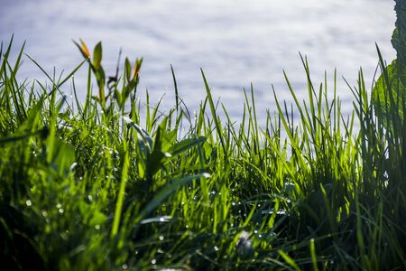 close-up green grass at the bank of small fast riverの写真素材