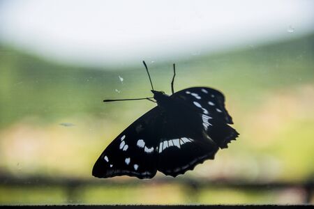close-up of a white admiral butterfly (limenitis camilla) on the window in homeの写真素材