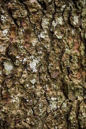 close-up textured bark of spruce tree