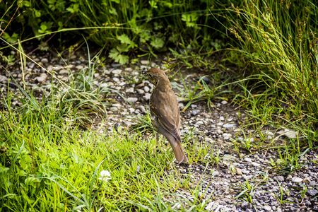 close-up of a song thrush (Turdus philomelos) on the grassの写真素材