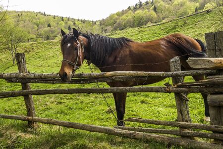 a brown horse staying in the pen with the lot of flies on the faceの写真素材