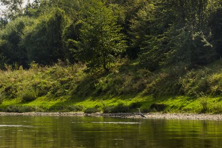 a grey heron (Ardea cinerea) stay in the water on the bank of Dniester river, national park Dnistrovsky canyon, Ternopil region of Western Ukraineの写真素材