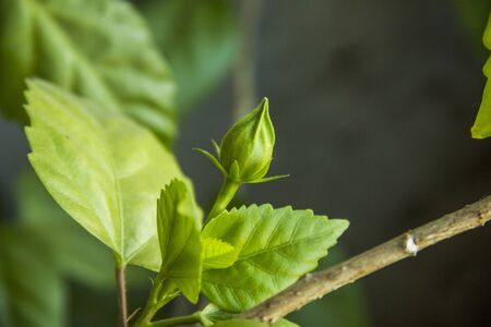 close-up of a bud of red hibiscus (rose mallow) before blossoming