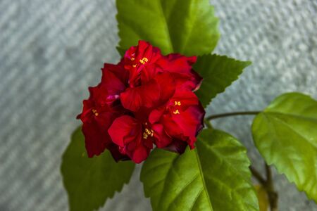 close-up of a blossoming flower of red hibiscus (rose mallow)