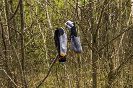 close-up of a two grey socks drying on the tree branch in the forest