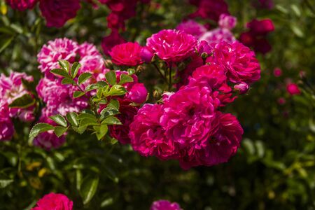 close-up of a red roses bush in garden at summer dayの写真素材