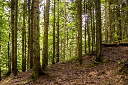 a spruce forest in the Ukrainian Carpathians