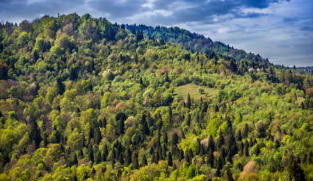 a forest landscape at carpathian mountains, national park Skolivski beskidy, Lviv region of Western...