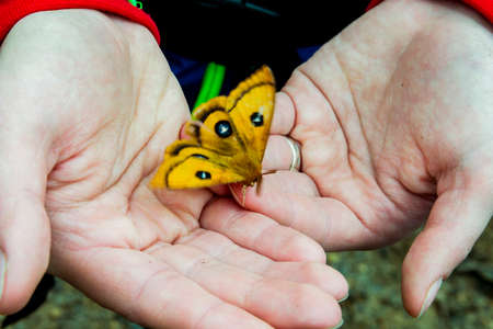 close-up of the big yellow moth on human hands