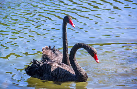 a two  black swans (Cygnus atratus) swimming at the pondの写真素材