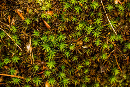 close-up of a green moss in the forestの写真素材