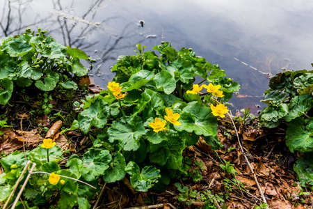 close-up a blossoming flowers of the yellow woodland anemone (anemone ranunculoides) on the  forest...