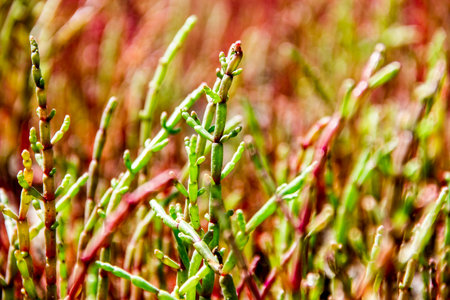 close-up of a Salicornia perennans growing at the bottom of a dry lakeの写真素材
