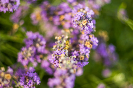 close-up of a blossoming lavander flowers