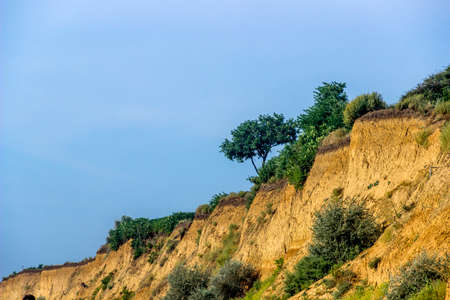 a lonely tree on the sandstone cliff on the Black sea beach in Sanzhijka, Odessa region, Ukraineの写真素材