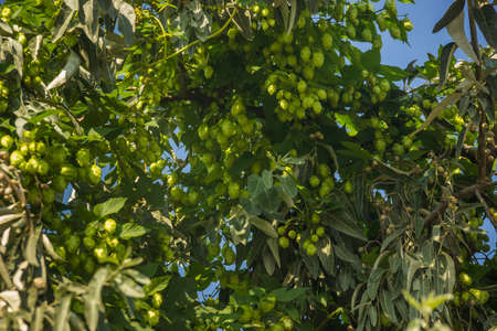 hops growing on humulus lupulus plant in the wild