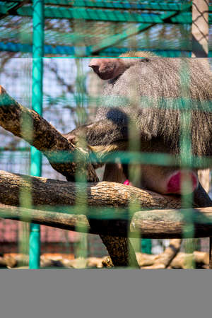 close-up of a big male hamadryas baboon (Papio hamadryas) in cage in the zoo