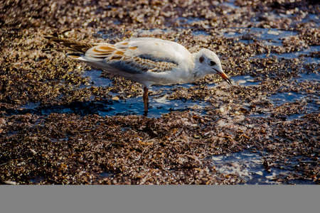 close-up of a slender-billed gull (Chroicocephalus genei) on dirty from algae shore after storm. Arabat Spit in the Azov Seaの写真素材