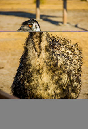 a head portrait of the emu bird (Dromaius novaehollandiae)の写真素材