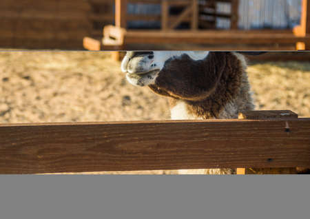 close-up of a brown llama looking over the wooden fenceの写真素材