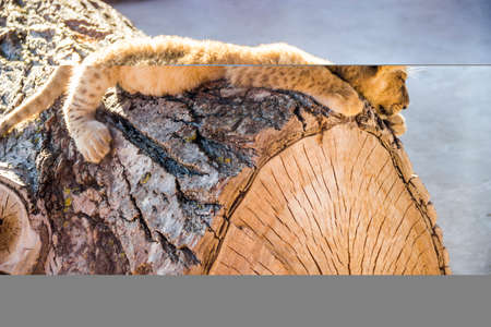 close-up of a small cute lion cub (Panthera leo) sitting on wooden logの写真素材