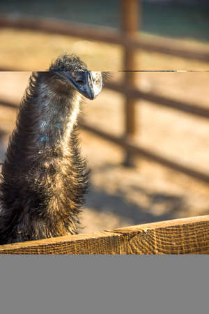 a head portrait of the emu bird (Dromaius novaehollandiae)の写真素材
