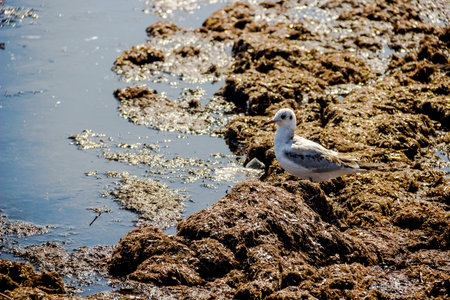 close-up of a slender-billed gull (Chroicocephalus genei) on dirty from algae shore after storm....