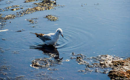 close-up of a slender-billed gull (Chroicocephalus genei) on dirty from algae shore after storm. Arabat Spit in the Azov Seaの写真素材