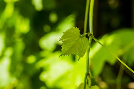 close-up of a small young leaf of grapeの写真素材