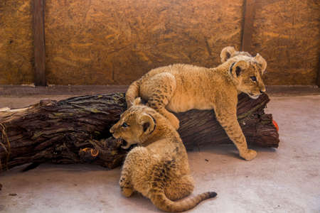 close-up of a two playing small cute lion cubs (Panthera leo)の写真素材