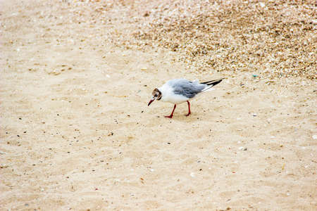 close-up of a swimming slender-billed gulls (Chroicocephalus genei) on the sand sea beachの写真素材