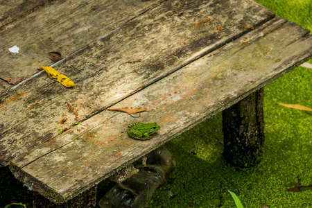 close-up of a small green frog sitting on a wooden pierの写真素材