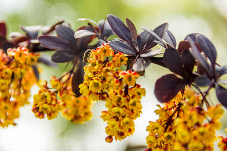 close-up a bee on the flowers of the Thunbergs barberry (Berberis thunbergii)の写真素材