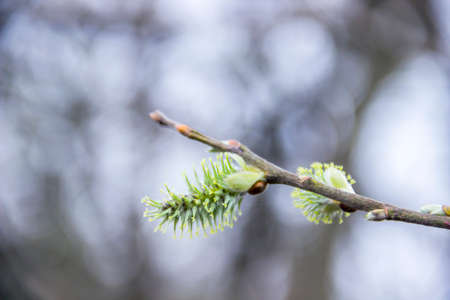 close-up of a male willow catkins in the forestの写真素材