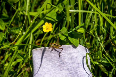 close-up of a green grasshopper on the meadow grass and yellow flower of creeping buttercup (Ranunculus repens)の写真素材