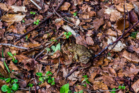 close-up of a couple of frogs in the forest