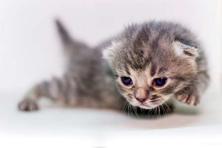 close-up of a cute newborn grey kitten catの写真素材