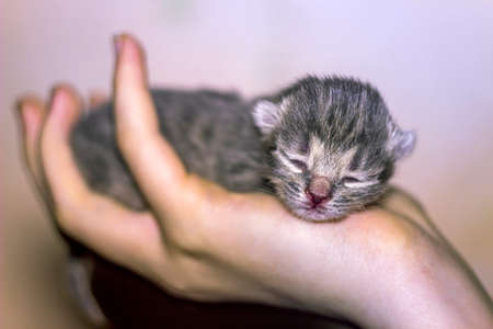 close-up of a cute newborn blind grey kitten cat in human handの写真素材